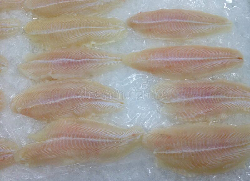 Fish stock images Fish stock images