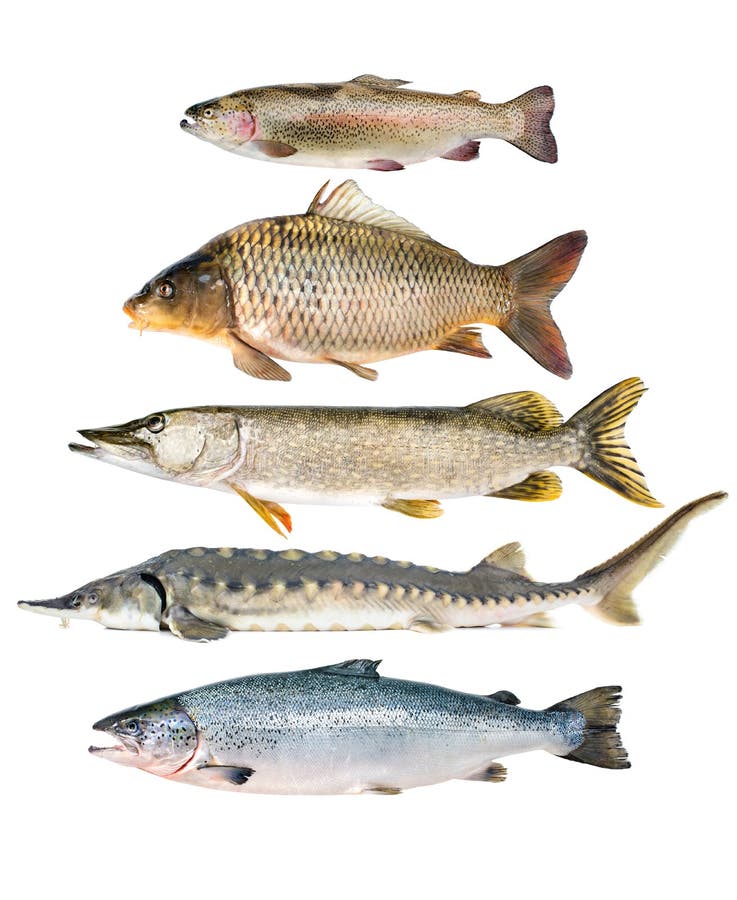 Fish collection. Isolated on the white background Fish collection. Isolated on the white background