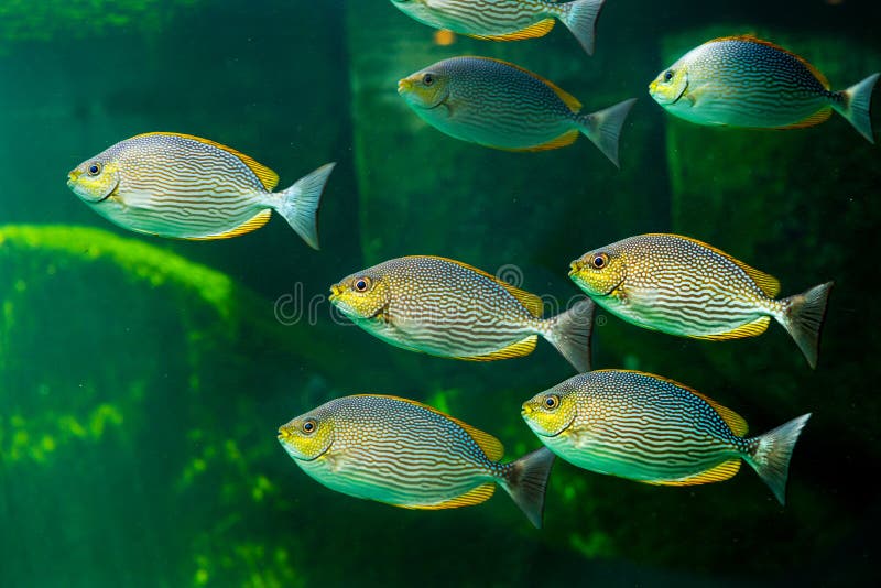 Fish with Coral and Aquatic Animals Stock Photo Image of salty
