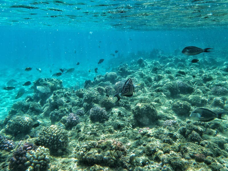 Fish and Corals Under the Sea Stock Photo - Image of blue, depth: 145666524