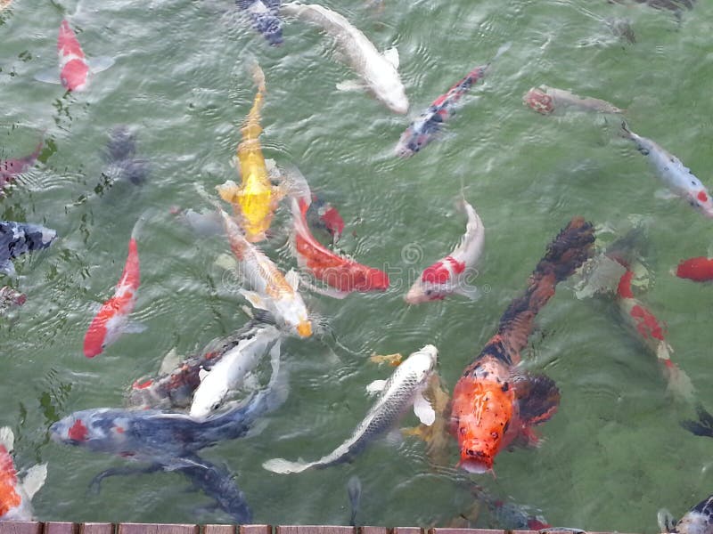 Fish dance stock image. Image of sohal, underwater, sunlight 13497543