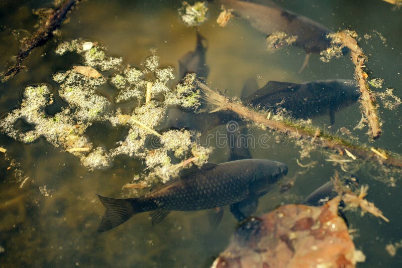 Fish in dirty water stock image. Image of group, closeup 70201107