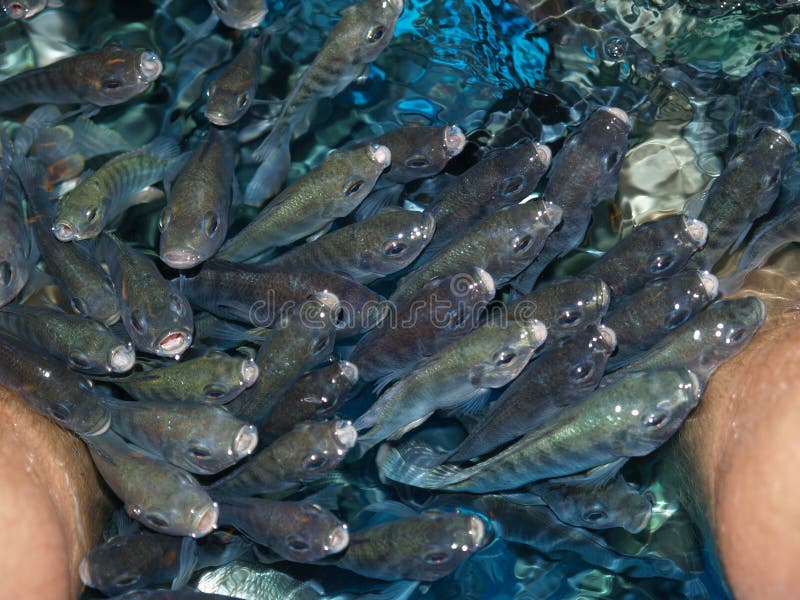 Fish doctors stock image. Image of doctor, treat, heal 87304767