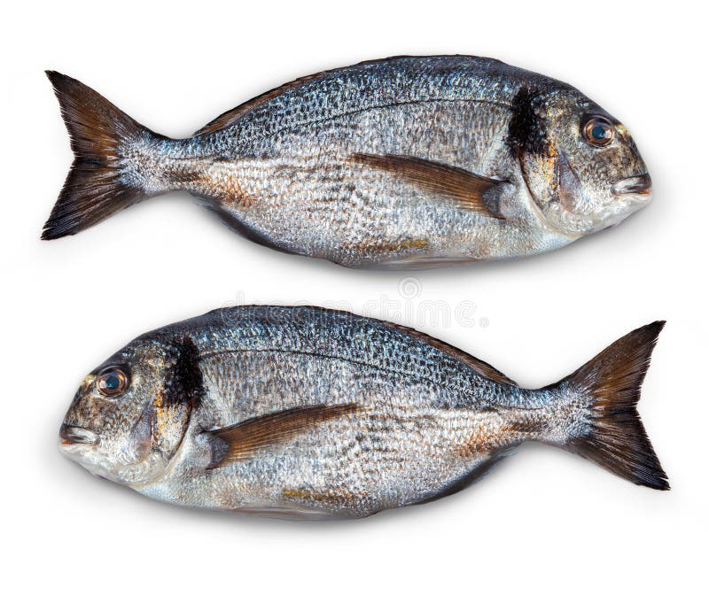 Fish dorado stock photo. Image of scales, healthy, sushi 66094220