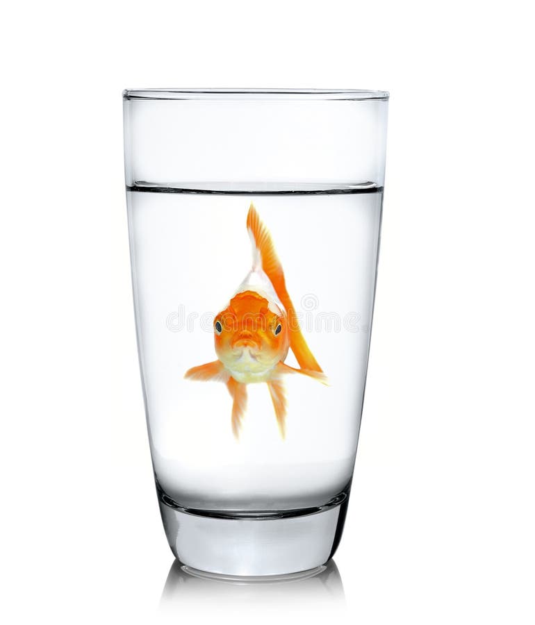Goldfish Drinking Frozen Water Drop Stock Image Image of bubble