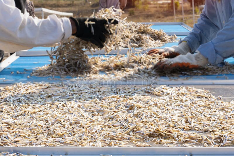 Solar Fish Dryer Stock Photos Free & RoyaltyFree Stock Photos from