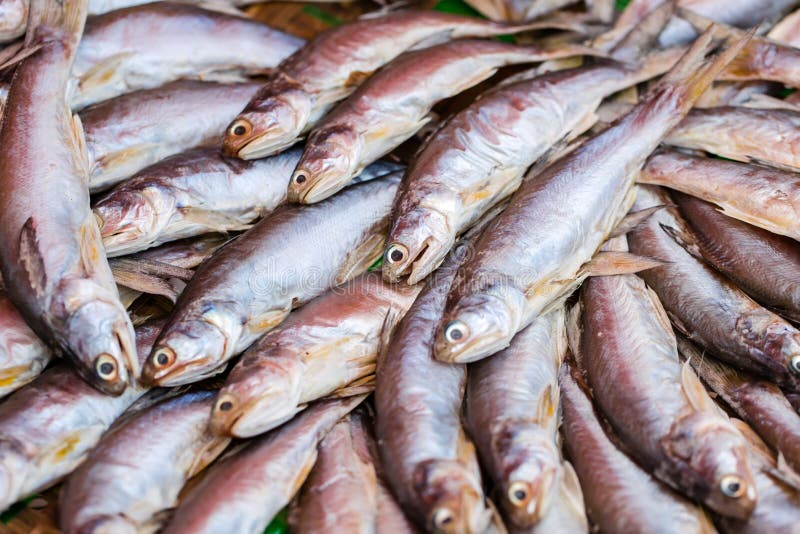 Fish drying on racks stock photo. Image of fish, seafood 100917942