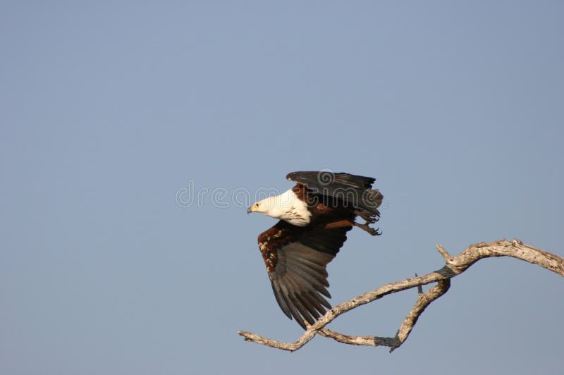 Fish Eagle