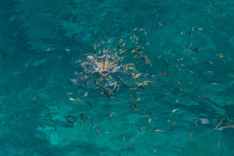Fish eat bread stock photo. Image of manyfish, nature 47381526