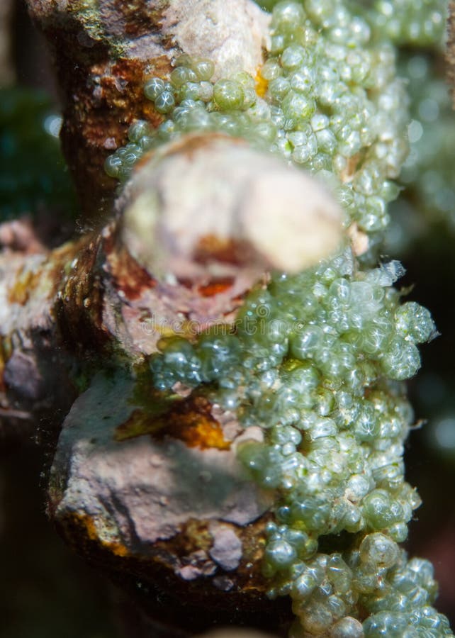 Fish eggs stock image. Image of ocean, water, fish, scuba 11577737