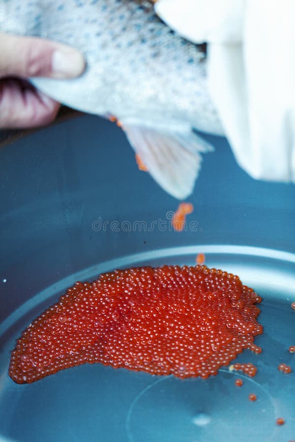 All About Fish Eggs