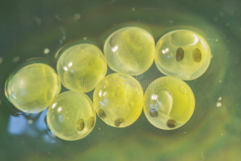 Free Photo  A close up of fish eggs with a green stem