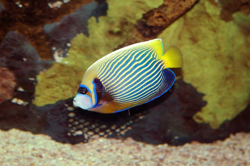 Fishemperor stock photo. Image of life, seas, wildlife 269796