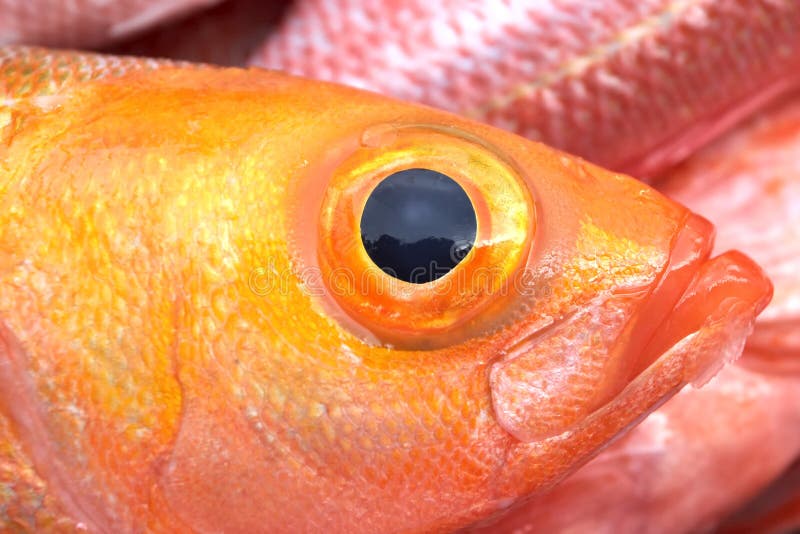 Fish Eye Picture. Image 3540124