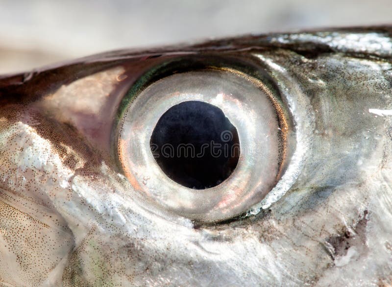 Fish Eye Mackerel ,CloseUp Stock Image Image of fresh, pupil 54418023