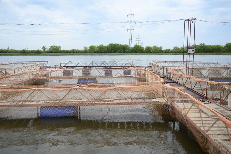 Fish Farm for Breeding Sturgeon. Outdoors Farm for Industrial Breeding