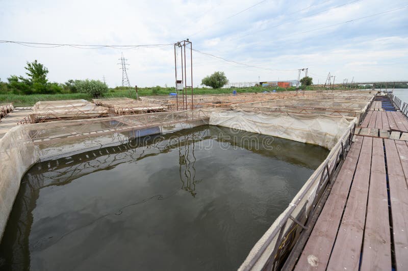 Fish Farm for Breeding Sturgeon. Outdoors Farm for Industrial Breeding
