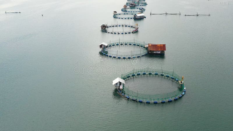 Fish Farm with Cages for Fish and Shrimp in the Philippines, Luzon. Aerial  View of Fish Ponds for Bangus, Milkfish Stock Photo - Image of nature,  industry: 187181072