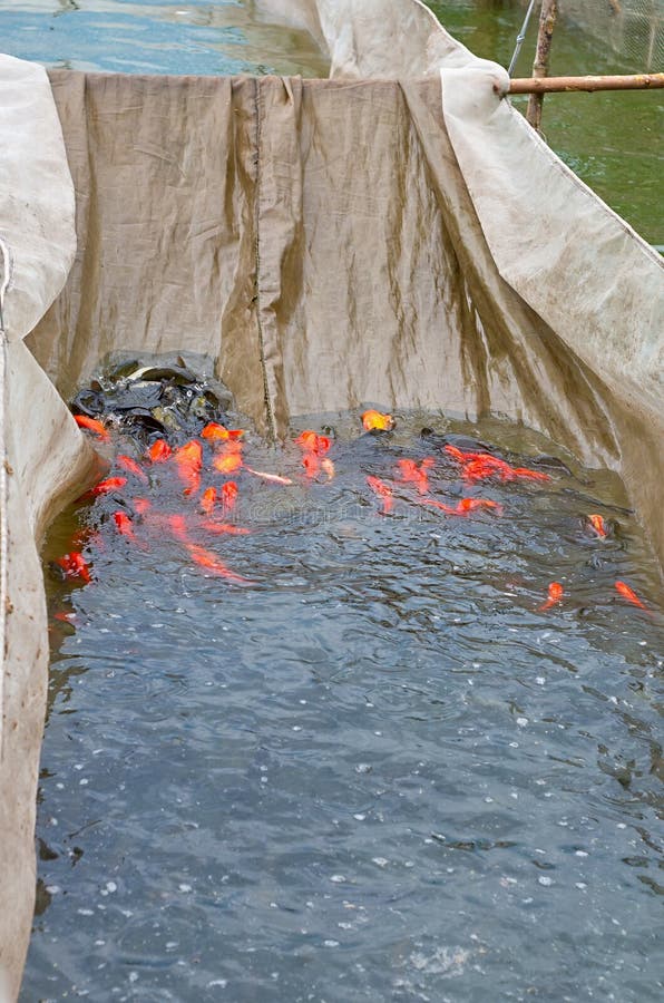 Fish farm nets stock photo. Image of aquaculture, nature 69746234