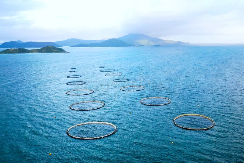 Fish Farm at Sea. Top View of Fish Farm Stock Photo Image of view