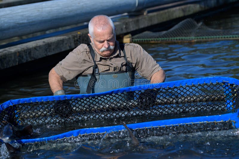 Fish-farmer working with a net