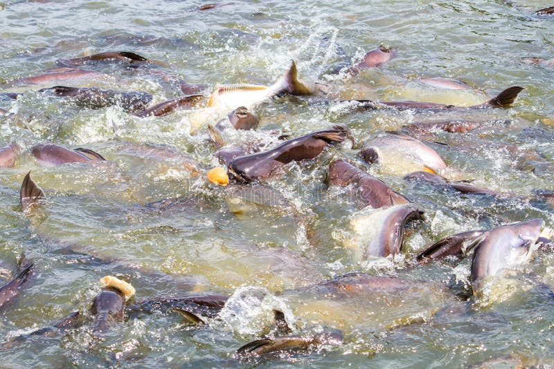 Fish feeding stock photo. Image of shots, swim, lake 74846178
