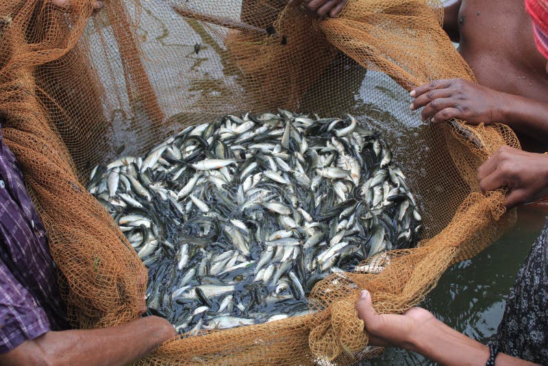 287 Fish Stocking Stock Photos - Free & Royalty-Free Stock Photos from  Dreamstime