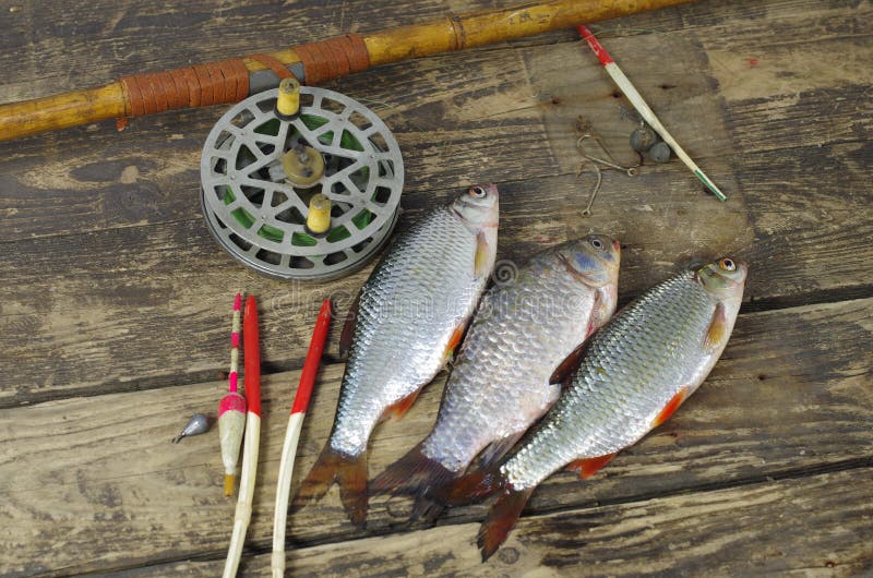 Fish and Fishing Accessories Stock Photo - Image of angling, hook