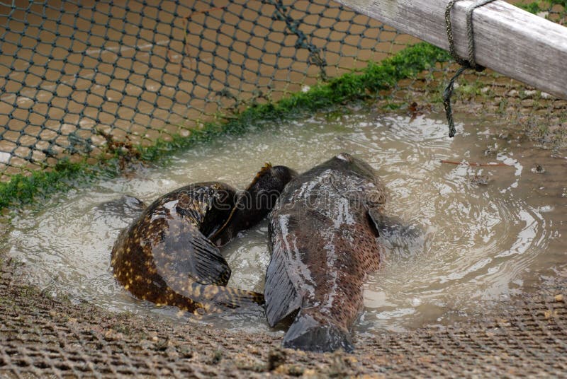 Fish in the fishing farm