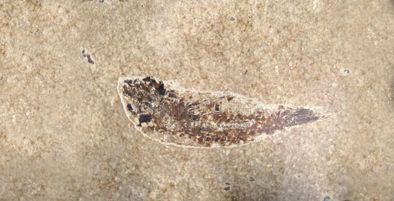 Fish fossil in a stone block royalty free stock photos Fish fossil in a stone block royalty free stock photos