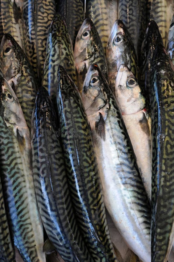 Stall of fishes stock photo. Image of merchant, fish 230912976
