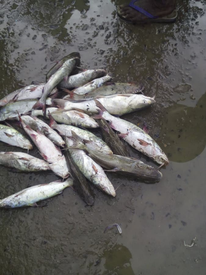 Fish stock image. Image of salmon, fresh, boxfish, coho 93086345