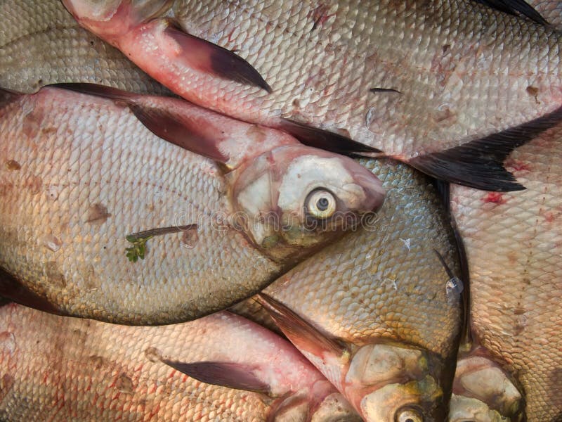 Fish fresh river stock image. Image of fauna, carp, fresh 10897111