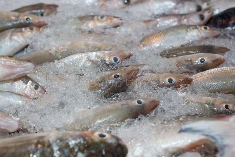 Fish frozen in ice stock photo. Image of dinner, food - 44582052