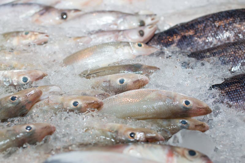 frozen fish heads for sale frozen fish heads for sale