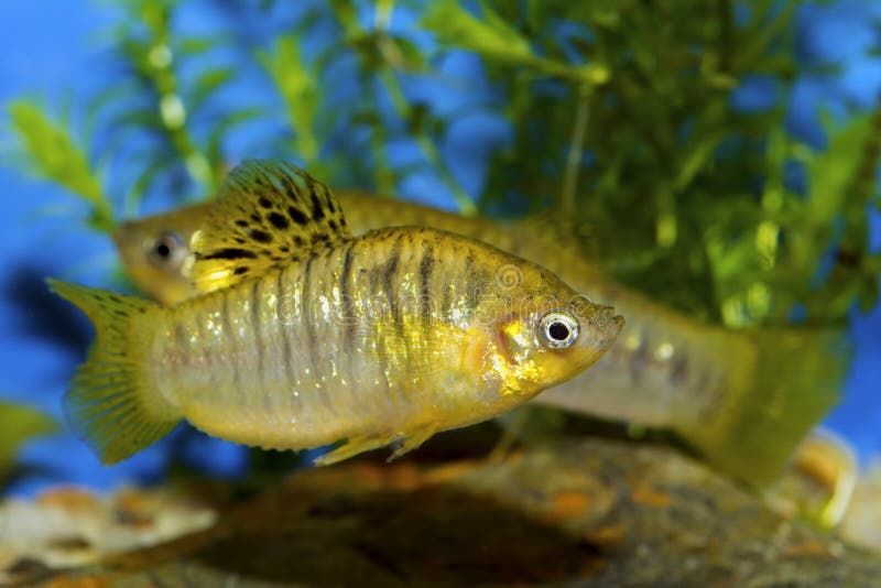 Fish from genus Poecilia royalty free stock photos Fish from genus Poecilia royalty free stock photos