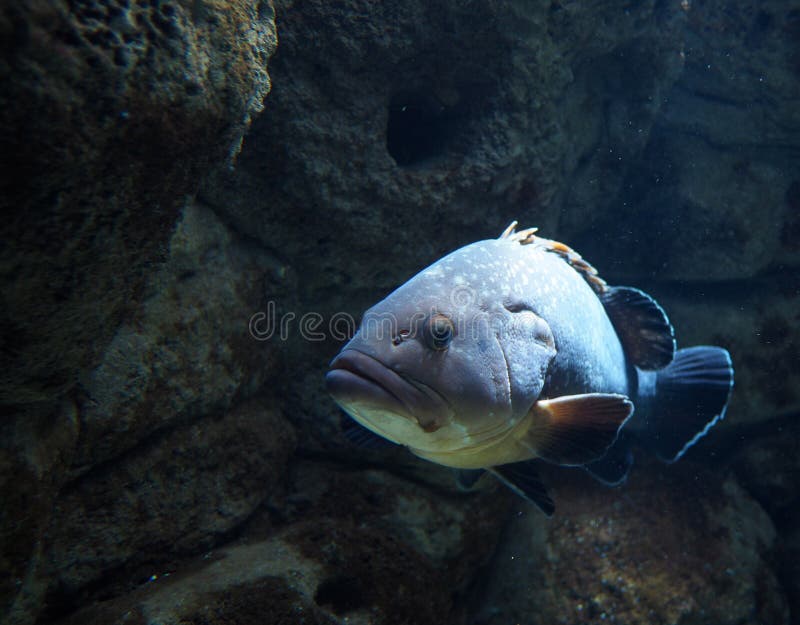 Fish of Greece stock image. Image of large, lips, crete 99373849