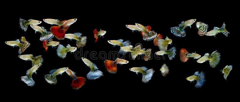 Fish Guppy Isolated on Black Background Stock Photo - Image of aquarium, collection: 27986290 Fish Guppy Isolated on Black Background Stock Photo - Image of aquarium, collection: 27986290