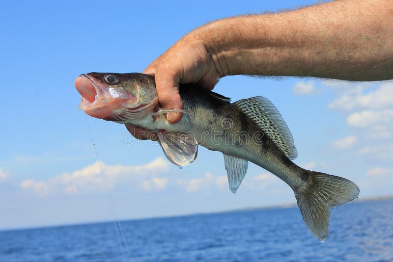 Fish in hand fisherman