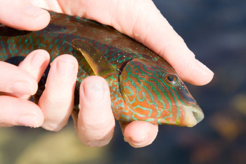 A fish in the hands