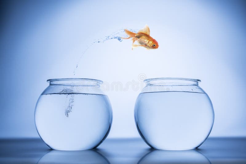 Fish happily jumping stock photo