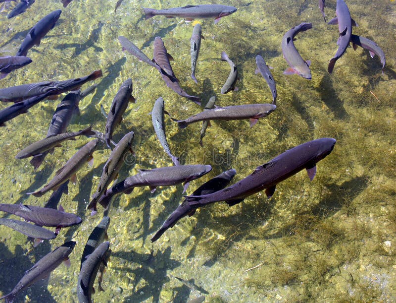 School of fish at a hatchery. School of fish at a hatchery
