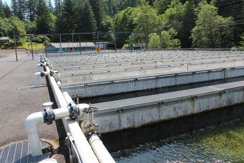 A salmon fish hatchery in the Paciifc Northwest