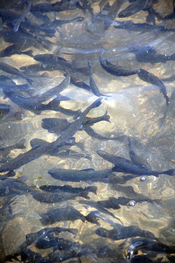 This fish hatchery was photographed at dale hollow lake in tennessee