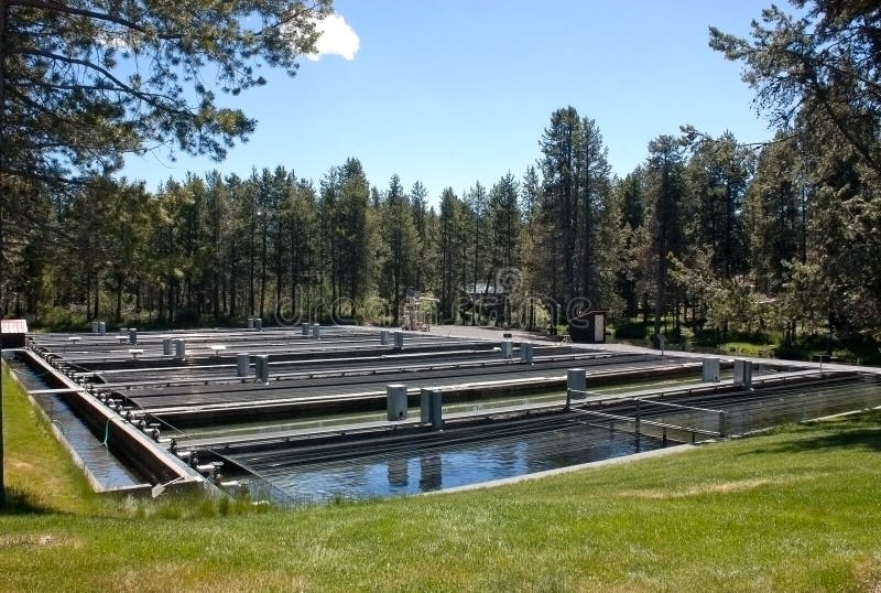 Fish holding ponds at a fish hatchery used for raising fish for stocking rivers. Fish holding ponds at a fish hatchery used for raising fish for stocking rivers