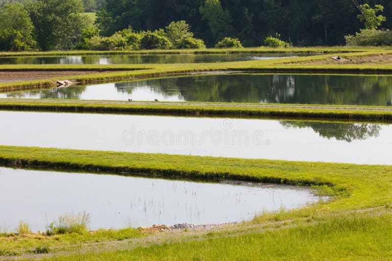 Ponds at a fish hatchery in Clinton, Tennessee