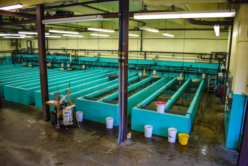 Troughs at a fish hatchery where young fish are raised.