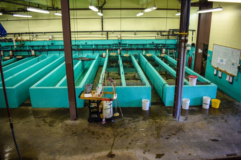 Troughs at a fish hatchery where young fish are raised.