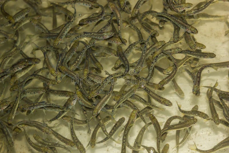 School of fish at a hatchery - trout