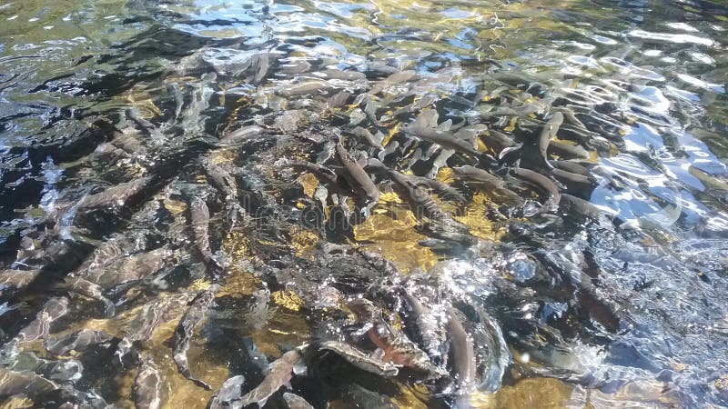 Trout swimming in a fish hatchery